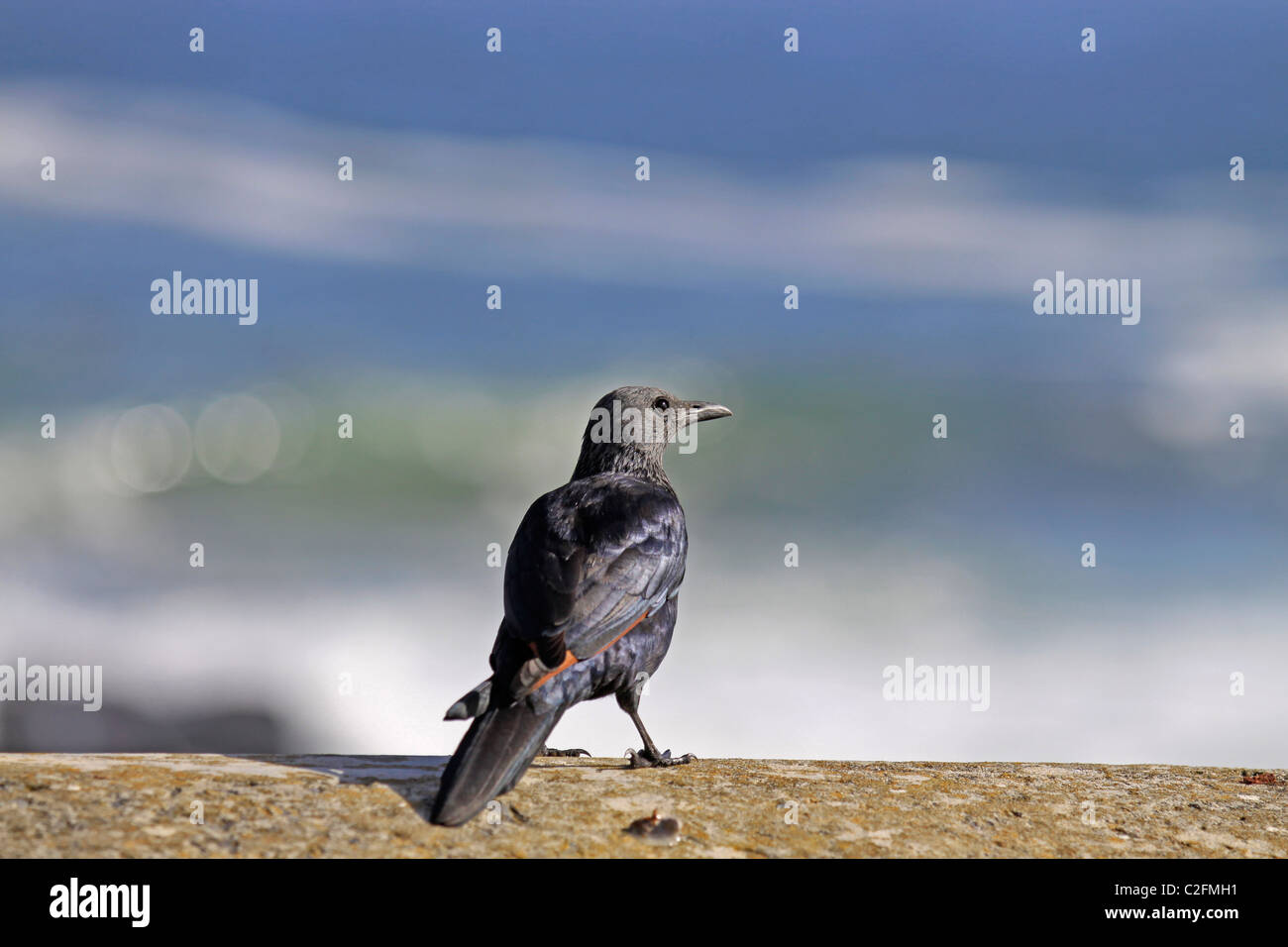 Rosso-winged starling (onychognathus morio) seduto sul lungomare a seapoint, cape town. Foto Stock