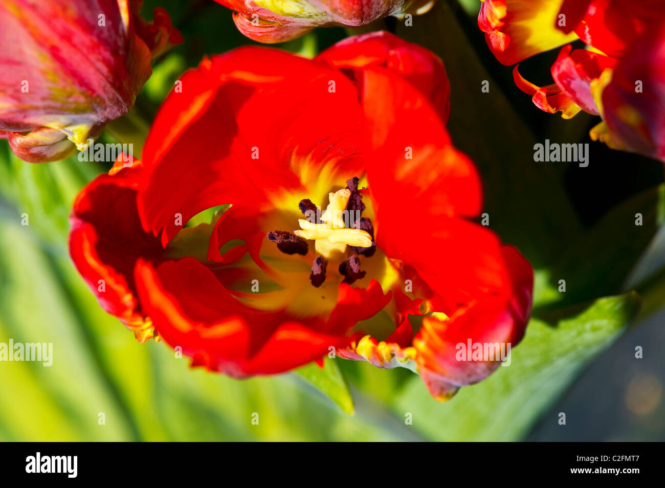 Tulipani rossi a grappolo; rote Tulpen Foto Stock