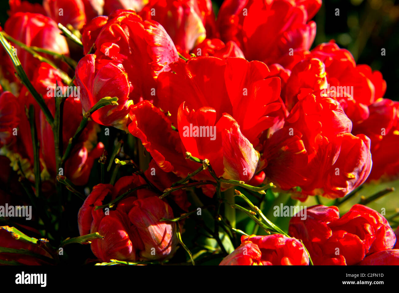 Tulipani rossi in un mazzetto, roter Tulpenstrauß Foto Stock