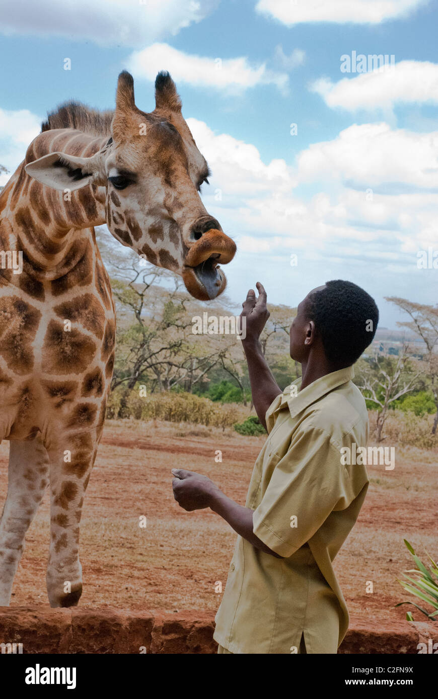 L'uomo africano alimentare Giraffa Rothschild, Giraffe Manor, Nairobi, Africa Foto Stock