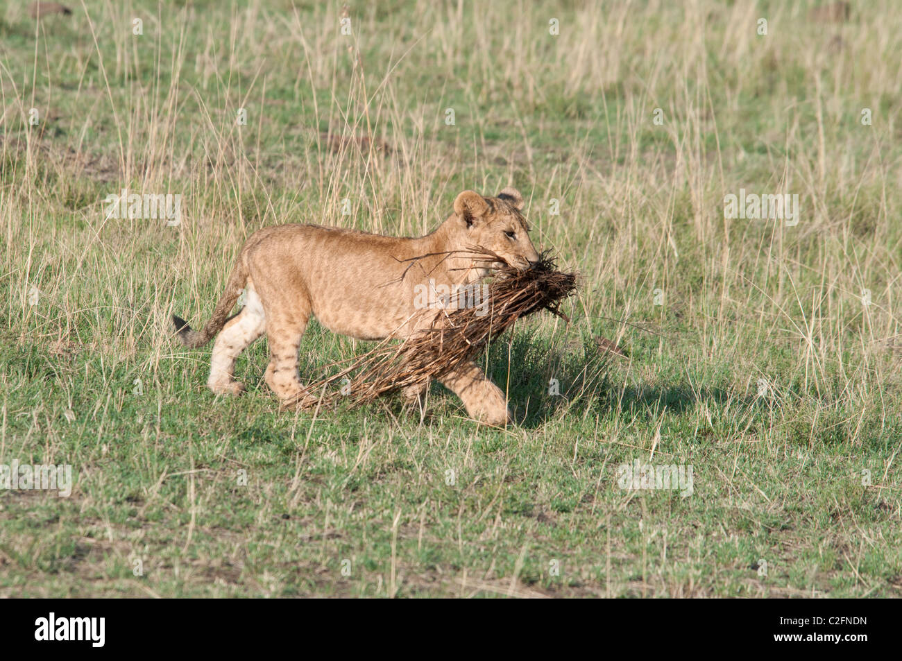 Lion Cub Panthera leo, portando un fascio di bastoni, il Masai Mara riserva nazionale, Kenya, Africa Foto Stock