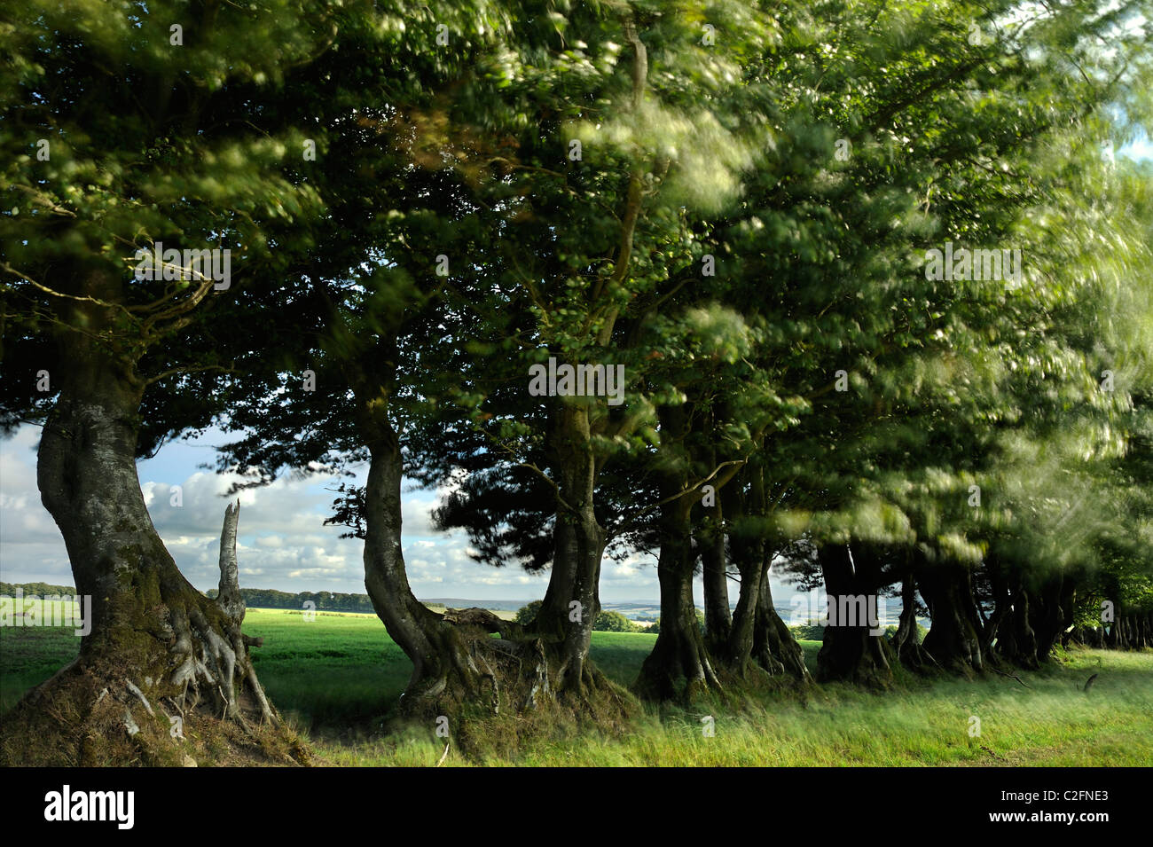 Una fila di alberi al vento tra due campi di Exmoor. Foto Stock