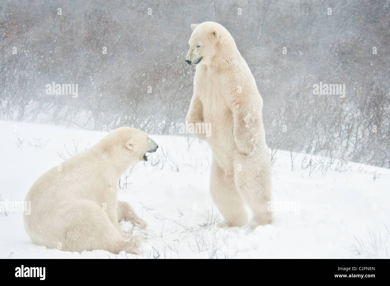 Gli orsi polari, Ursus maritimus, giocare a combattimenti, Wapusk National Park, nei pressi della Baia di Hudson, Cape Churchill, Manitoba, Canada Foto Stock