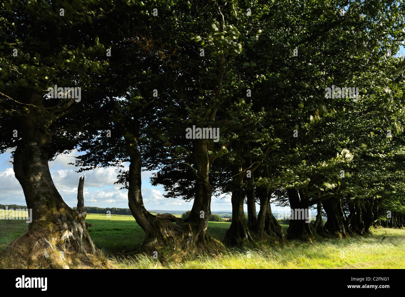 Una fila di alberi in tra due campi di Exmoor. Foto Stock