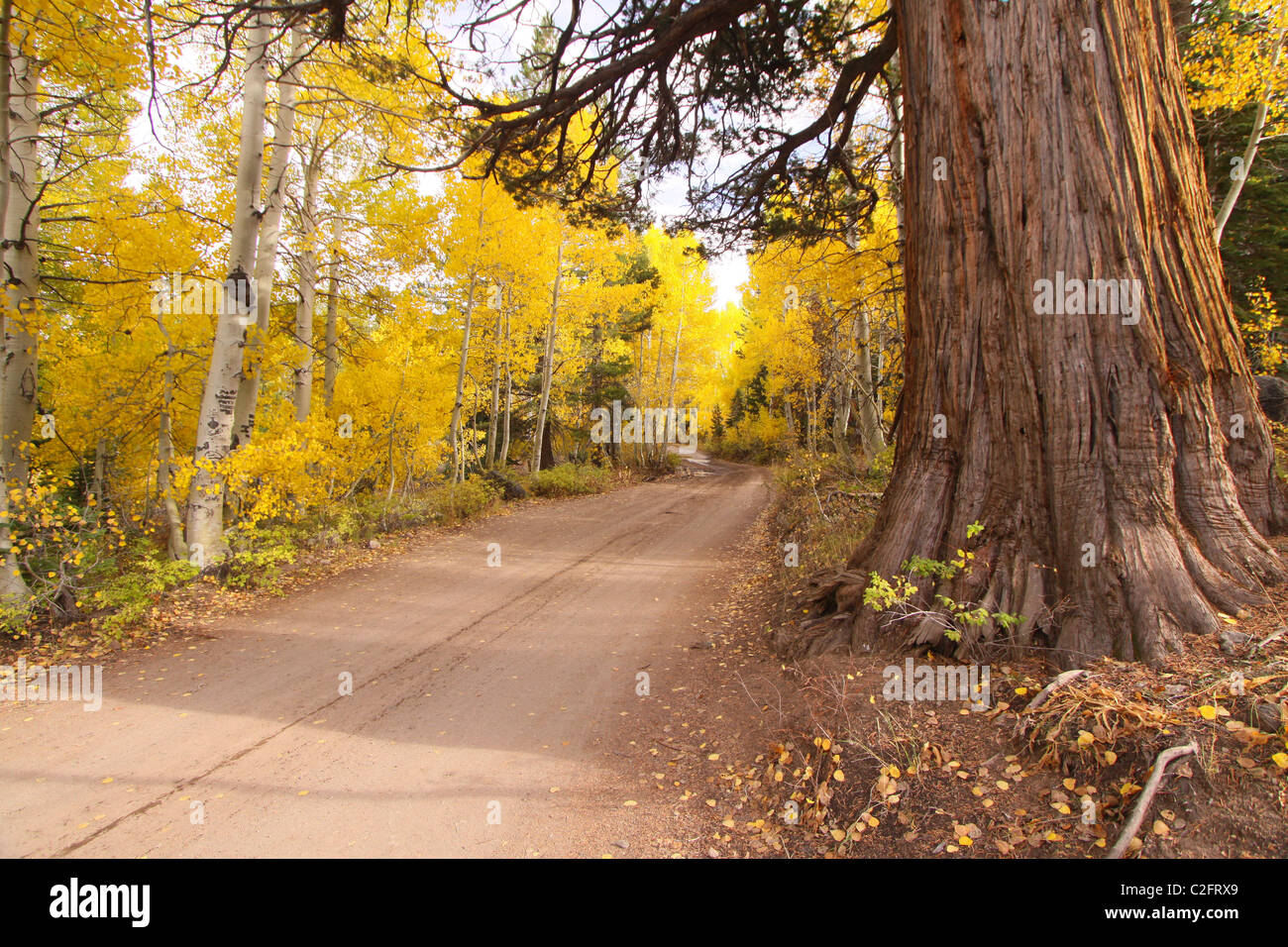 Foglie di autunno in Hope Valley vicino a Lake Tahoe nelle montagne della Sierra Nevada della California Foto Stock