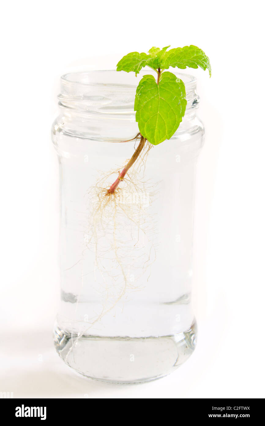 Un taglio di menta prendendo radice in un vaso di acqua. Propagazione di erbe. Foto Stock