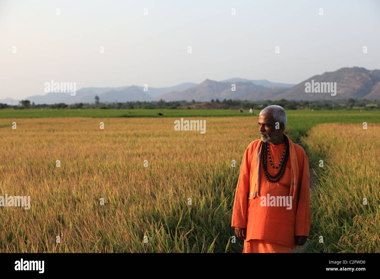 Uomo indiano in sadhu vestito a piedi in un campo di risone di Andhra Pradesh in India del Sud Foto Stock