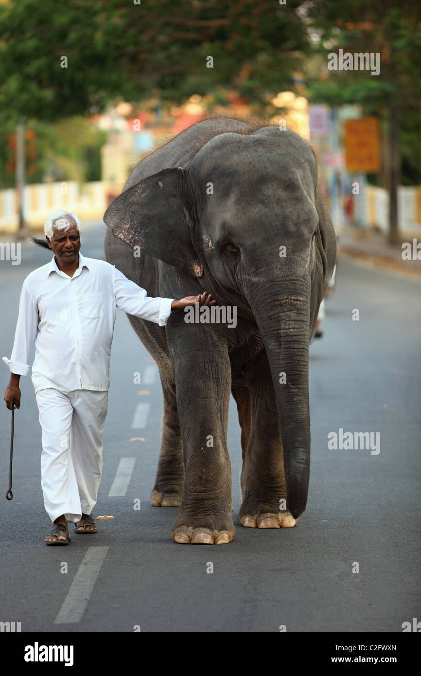 Sai Gita il piccolo elefante di Sathya Sai Baba Andhra Pradesh in India del Sud Foto Stock