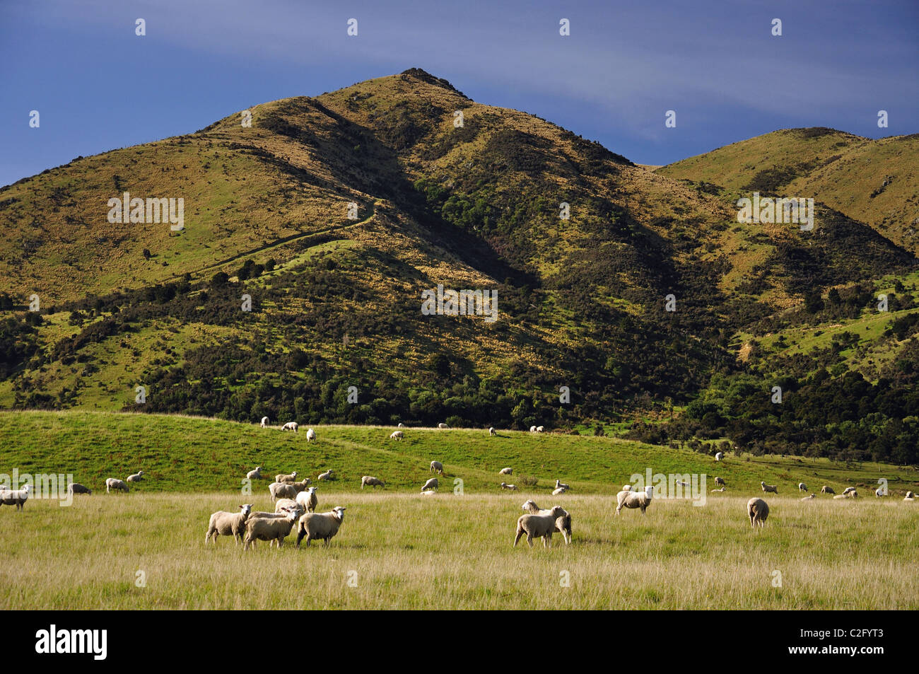Pecore in campo, vicino Culverden, regione di Canterbury, Isola del Sud, Nuova Zelanda Foto Stock