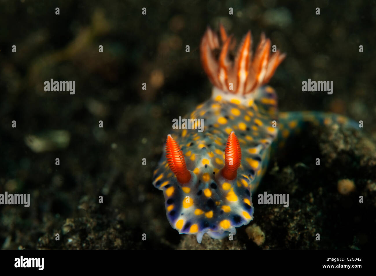 Nudibranch, Hypselodoris obscura, Sulawesi Indonesia. Foto Stock