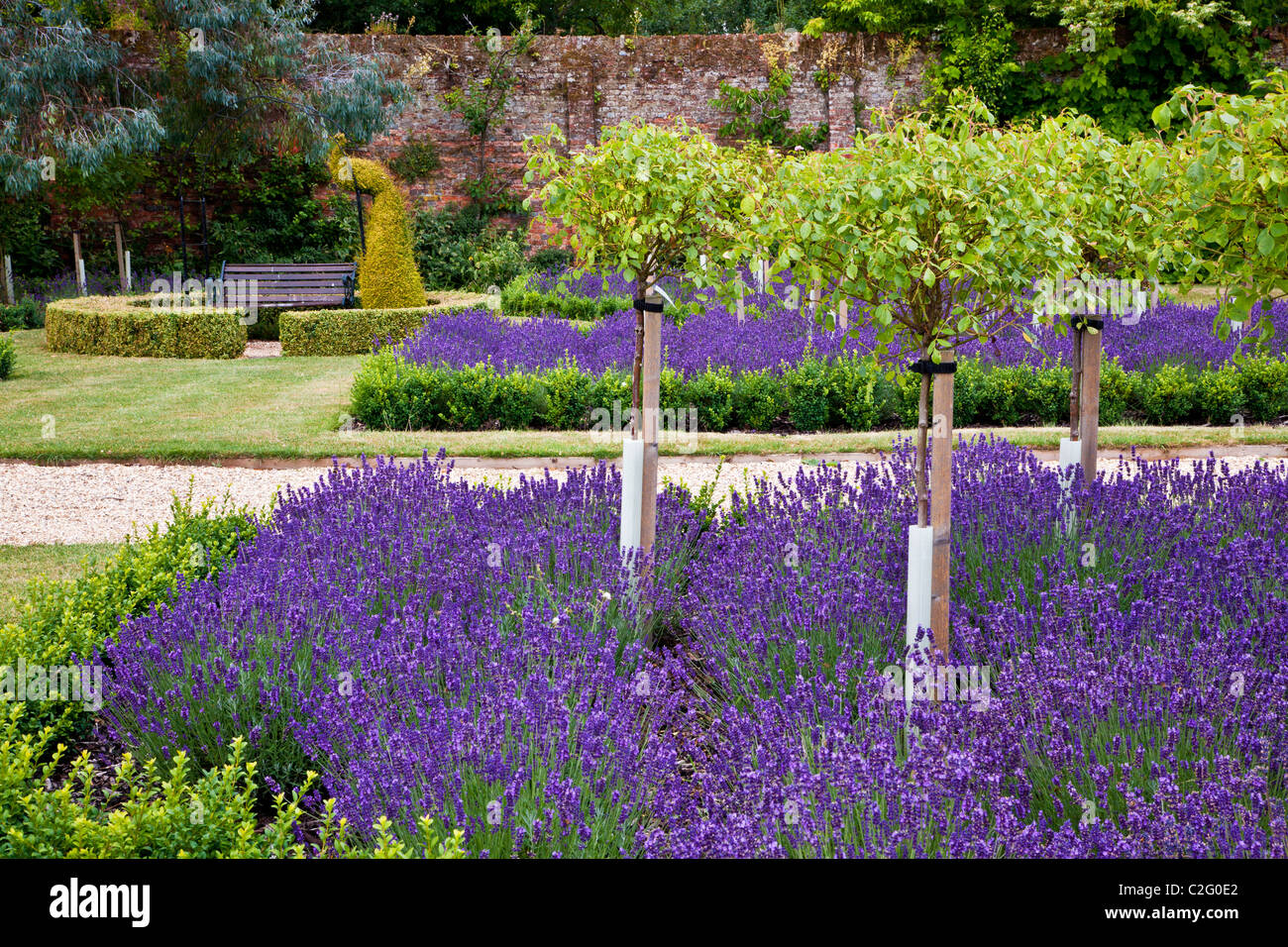 Formale giardino lavanda topiaria da e in un paese di lingua inglese manor in Berkshire, Inghilterra, Regno Unito Foto Stock