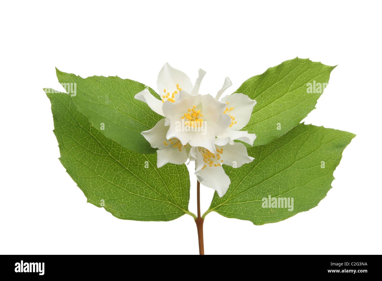 Filadelfo fiore e foglie isolata contro bianco Foto Stock