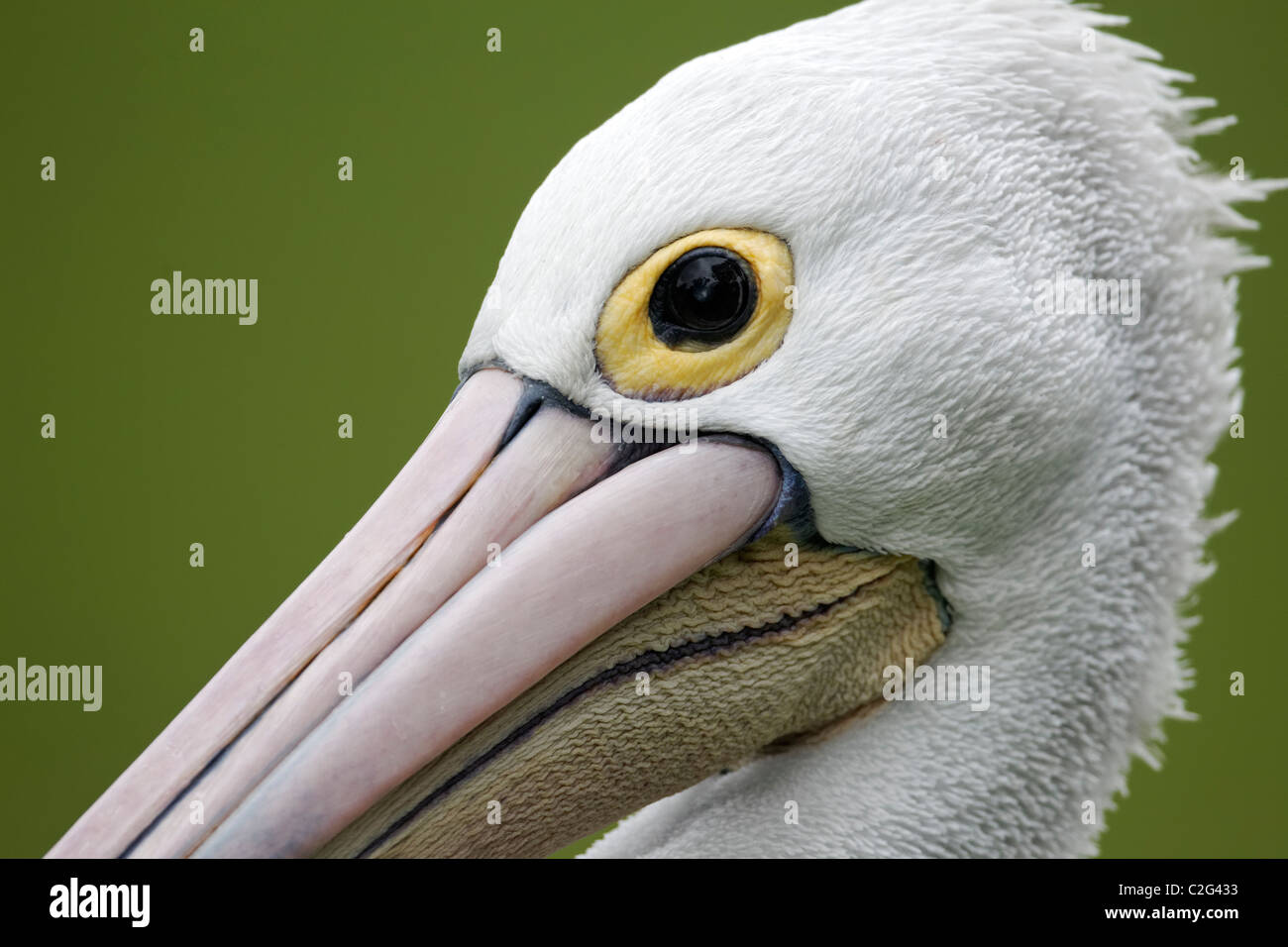 Australian pelican, Pelecanus conspicillatus, singolo captive bird colpo alla testa, Indonesia, Marzo 2011 Foto Stock