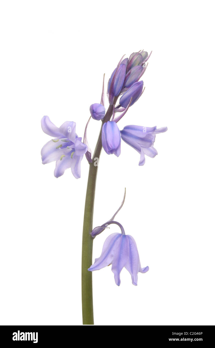 Unico stelo di native British blue bell fiori isolati contro white Foto Stock