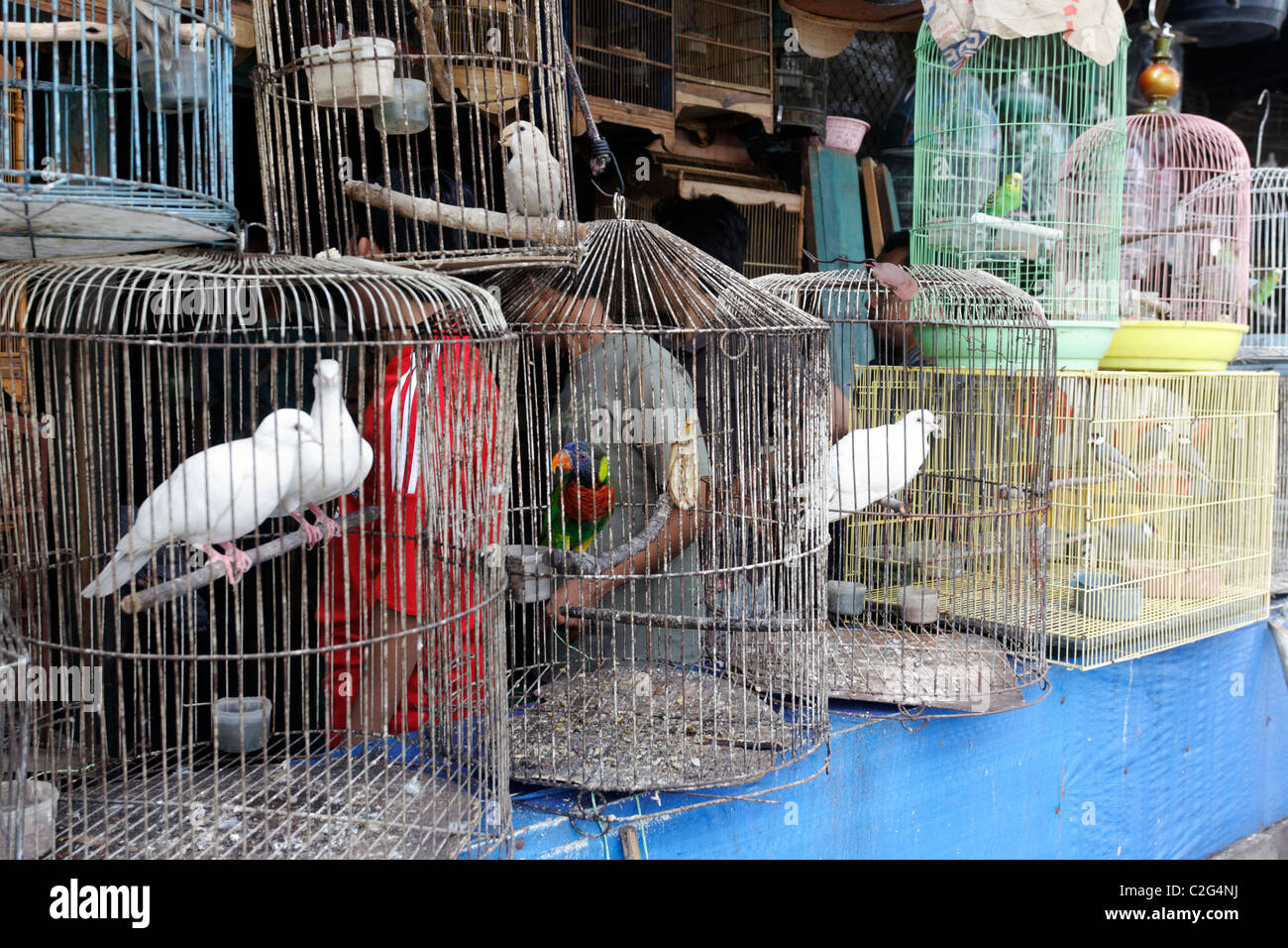 Pramuka bird market, Jakarta, Indonesia, Marzo 2011 Foto Stock