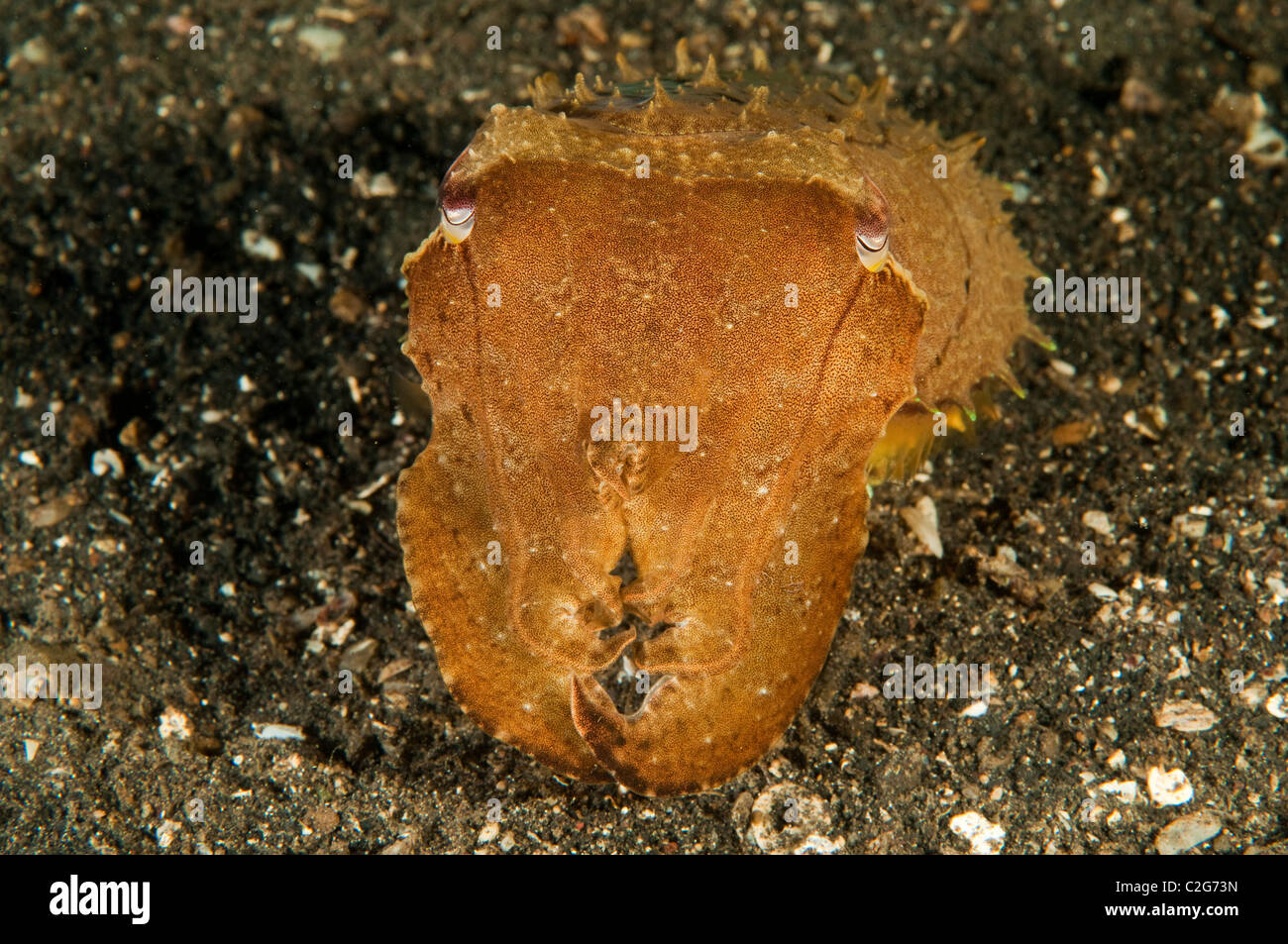 Le Seppie Sepia latimanus Sulawesi, Indonesia. Foto Stock