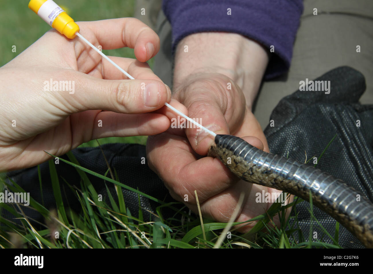 Prendendo un bastoncino cloacali da una femmina di sommatore (Vipera berus) come parte di un indagine genetica, Cotswolds, REGNO UNITO Foto Stock