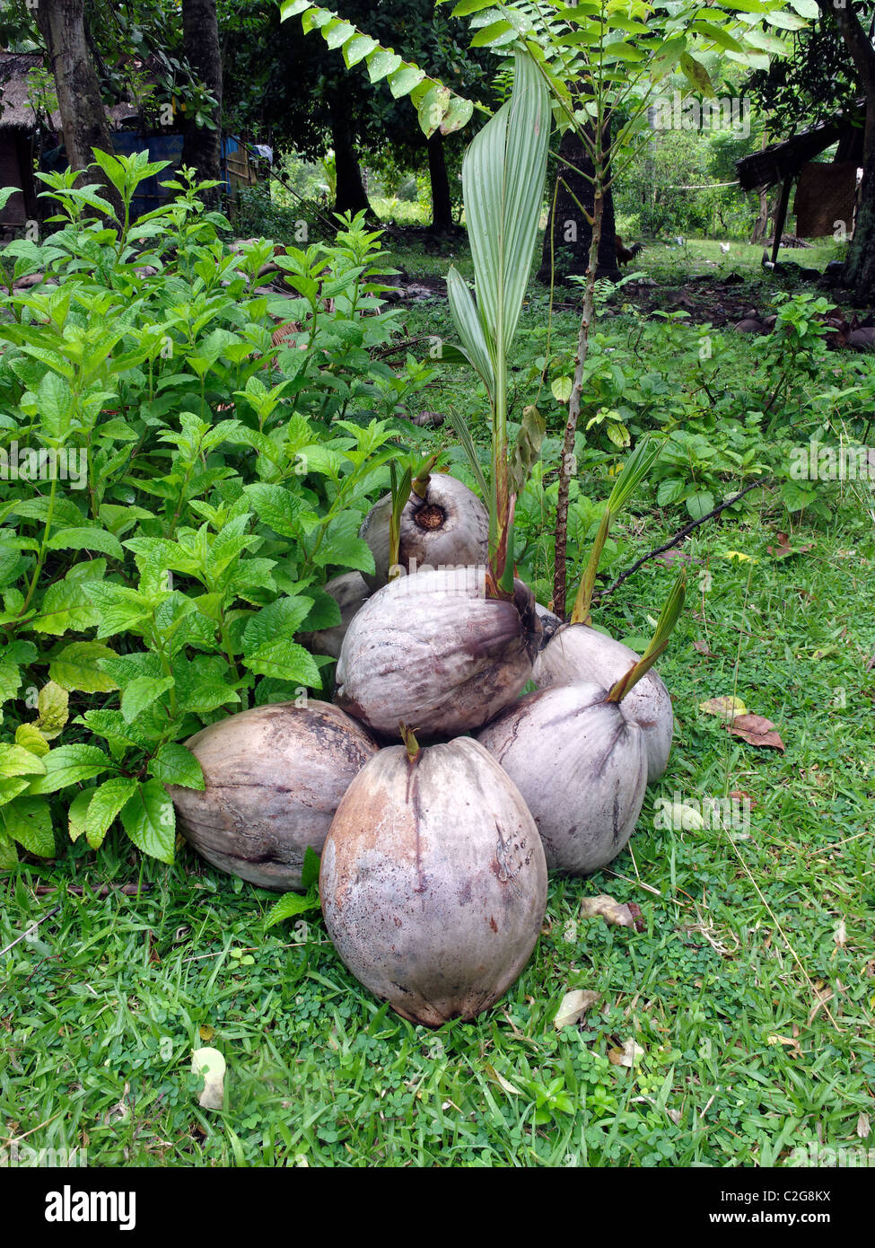 Albero di cocco che cresce dal dado, Lombok, Indonesia, Marzo 2011 Foto Stock