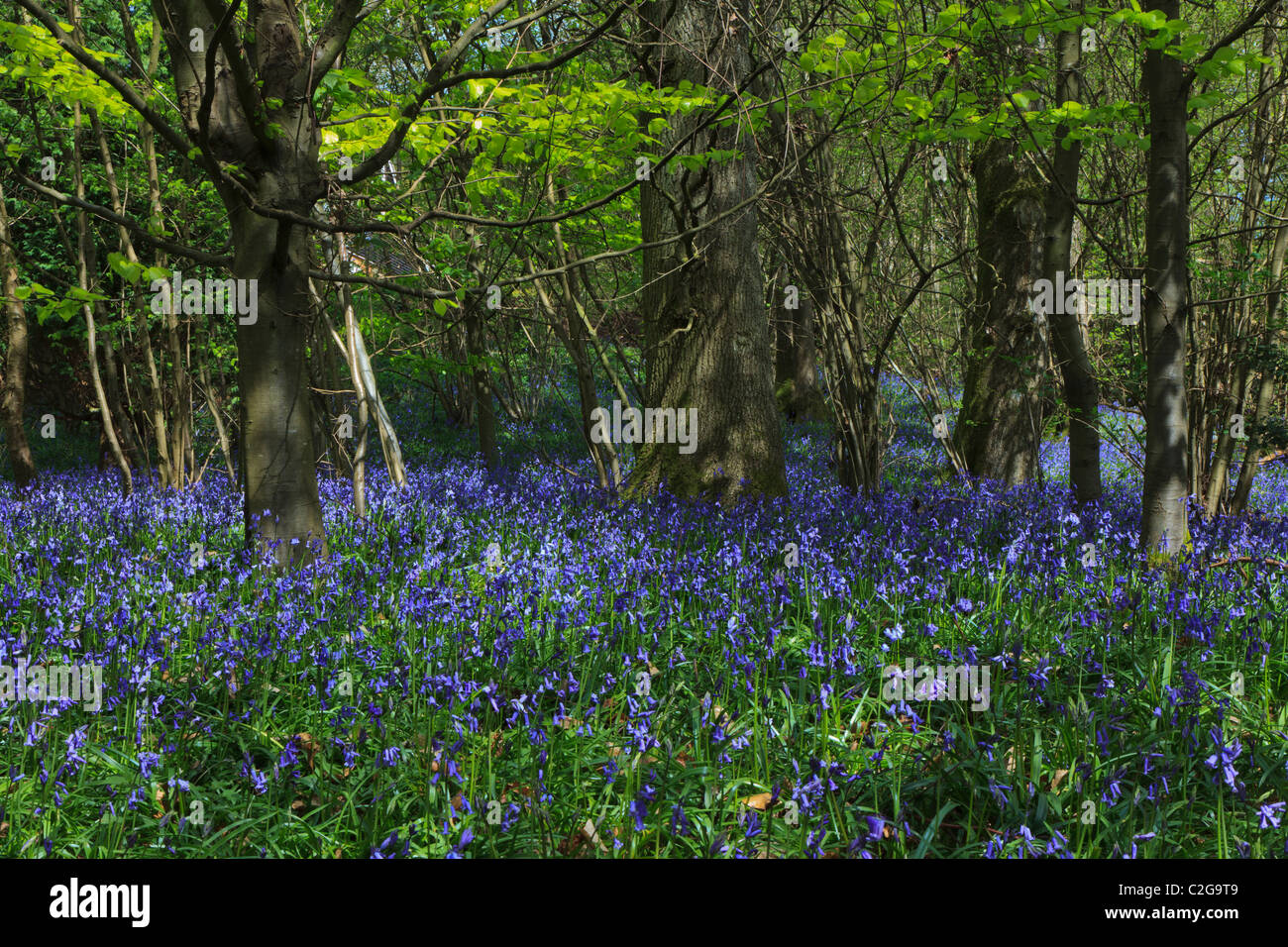 Bluebells in un'ombra di un legno di Surrey in primavera Foto Stock