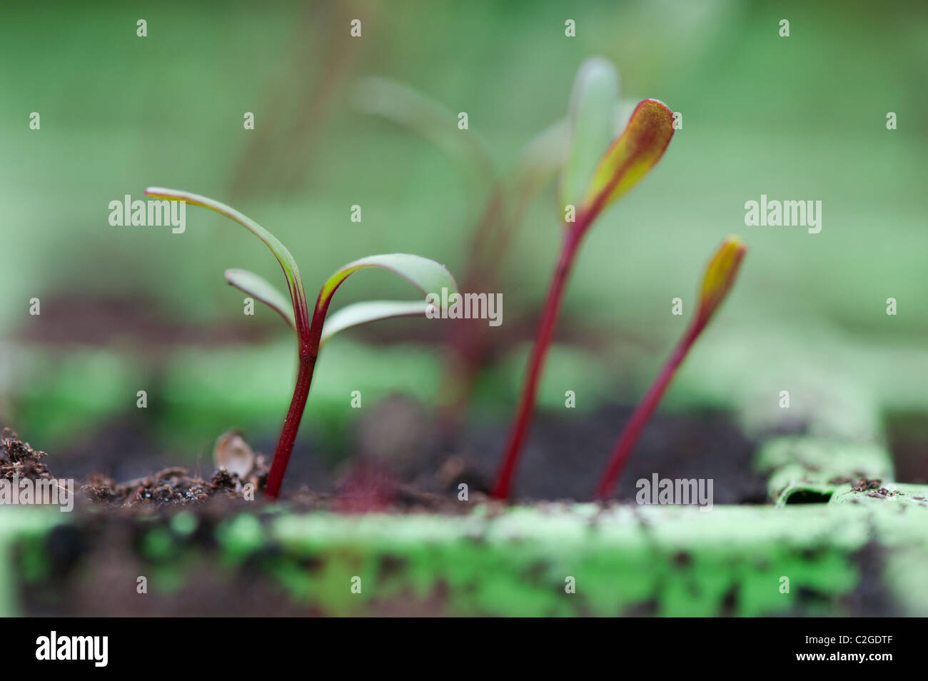 Beta vulgaris. La coltivazione di piantine di barbabietole Foto Stock