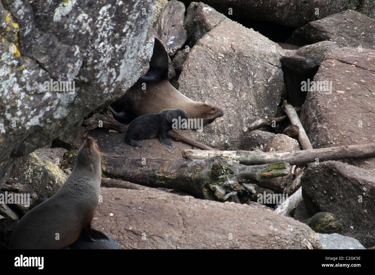 Una nuova zelanda pelliccia sigillo si appoggia con il suo nuovo nato cub sulla costa rocciosa di Cape Foulwind. Seebär mit Neugeborenem Foto Stock