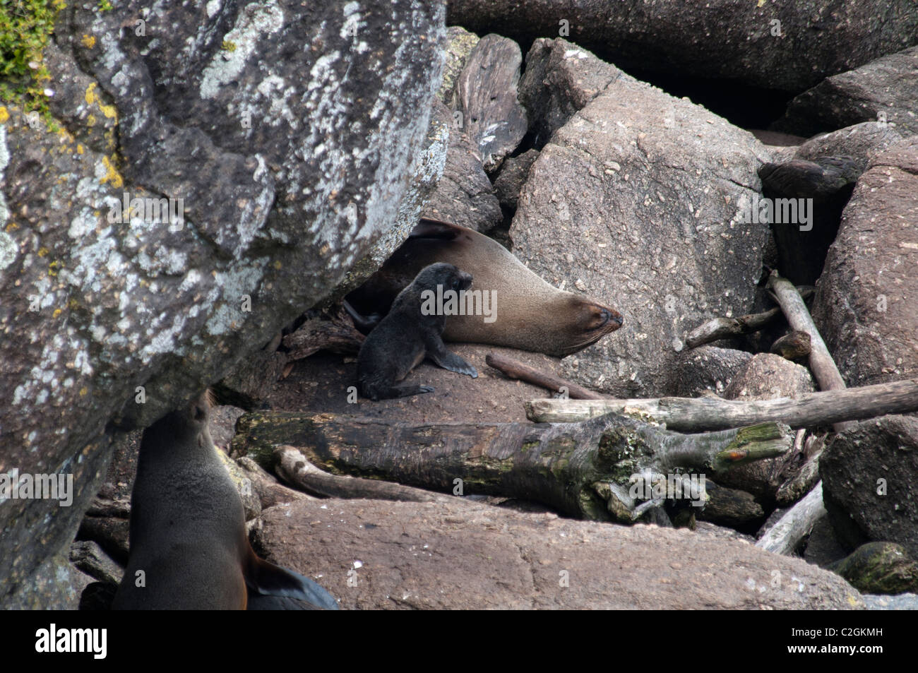 Una nuova zelanda pelliccia sigillo si appoggia con il suo nuovo nato cub sulla costa rocciosa di Cape Foulwind. Seebär mit Neugeborenem Foto Stock