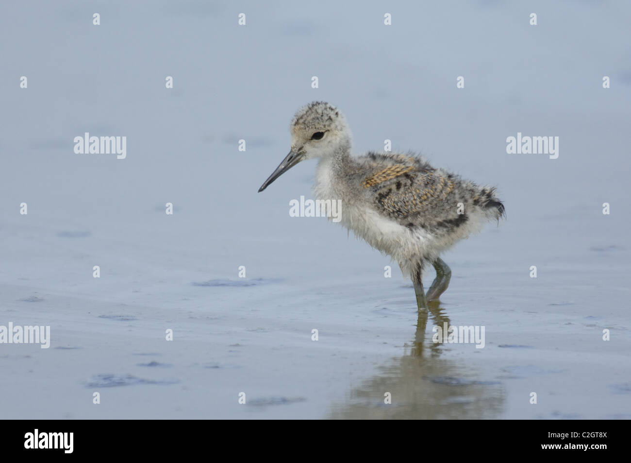 Wader Bird Italia Foto Stock