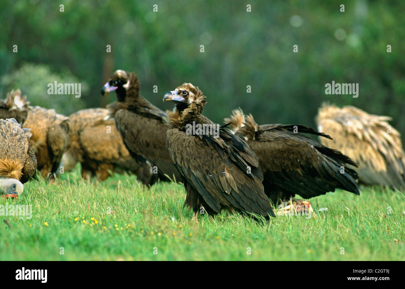 Avvoltoio nero Spagna Foto Stock