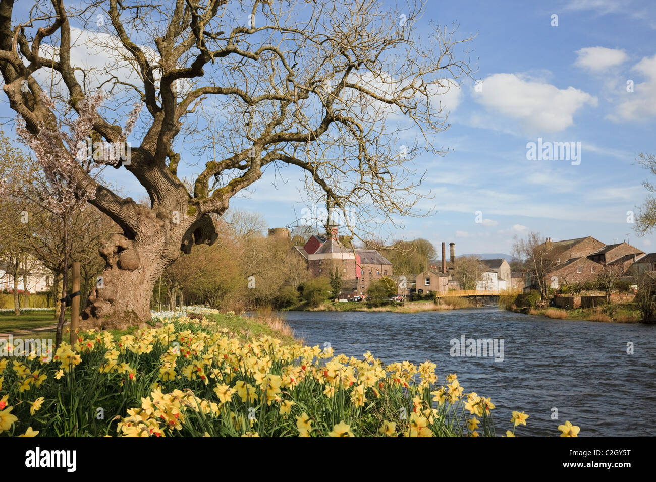 La molla narcisi nel Memorial Gardens accanto al fiume Derwent con Jennings Brewery al di là. Cleveland, Inghilterra, Regno Unito. Foto Stock