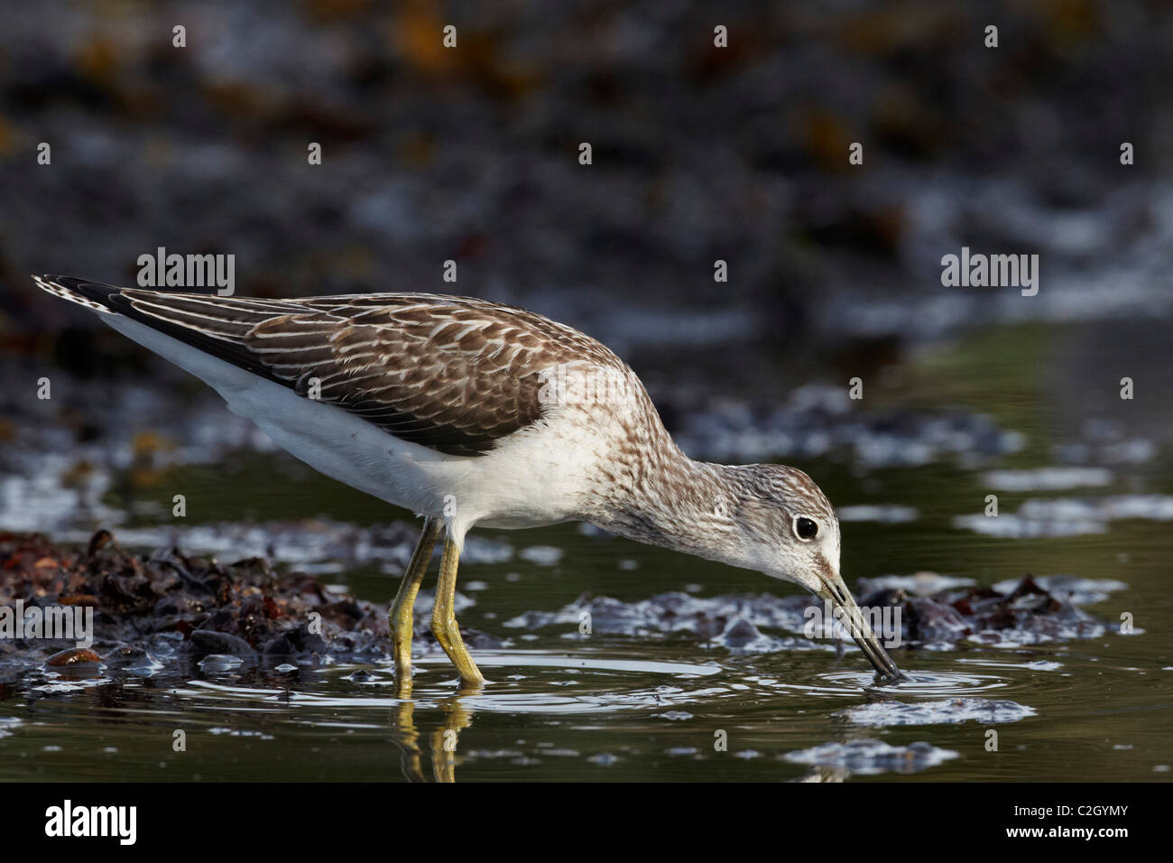 Greenshank (Tringa nebularia), Adulto rovistando in acque poco profonde. Foto Stock