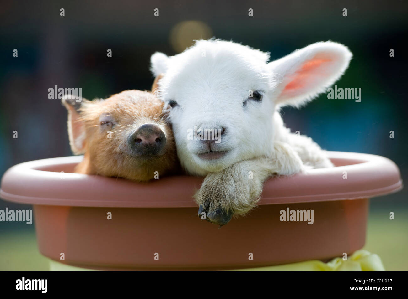 Un simpatico neonato maialino e agnello coccolare in una fattoria, Devon, Regno Unito Foto Stock