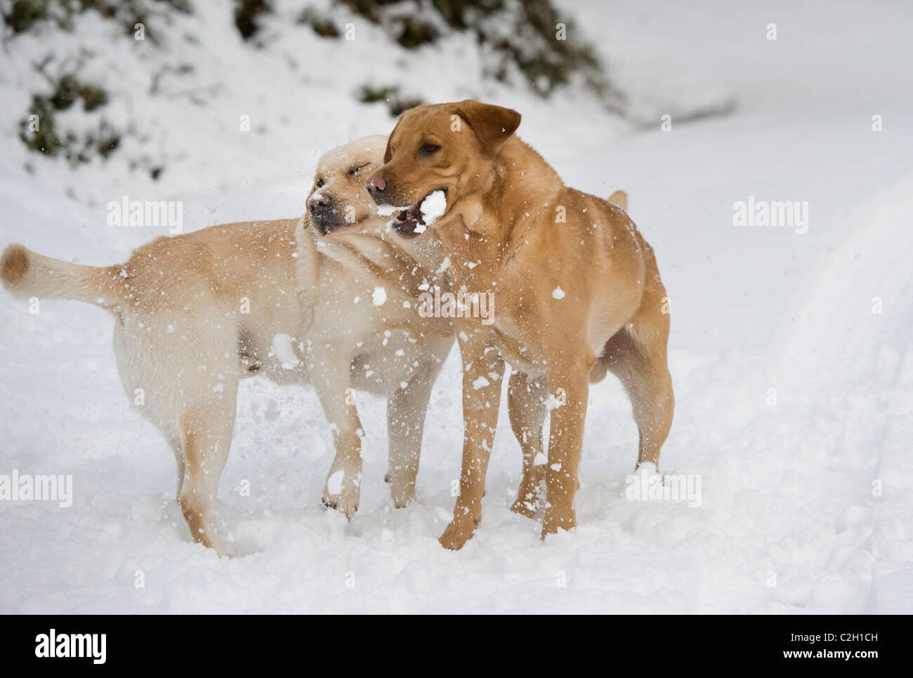 2 Golden Labrador retriever cani giocare nella neve Foto Stock