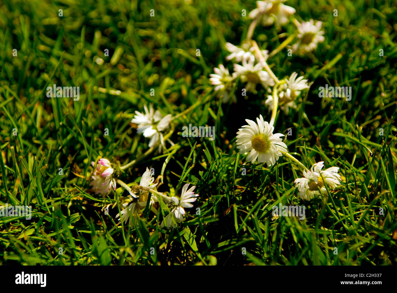 Scartato daisy chain sull'erba Foto Stock