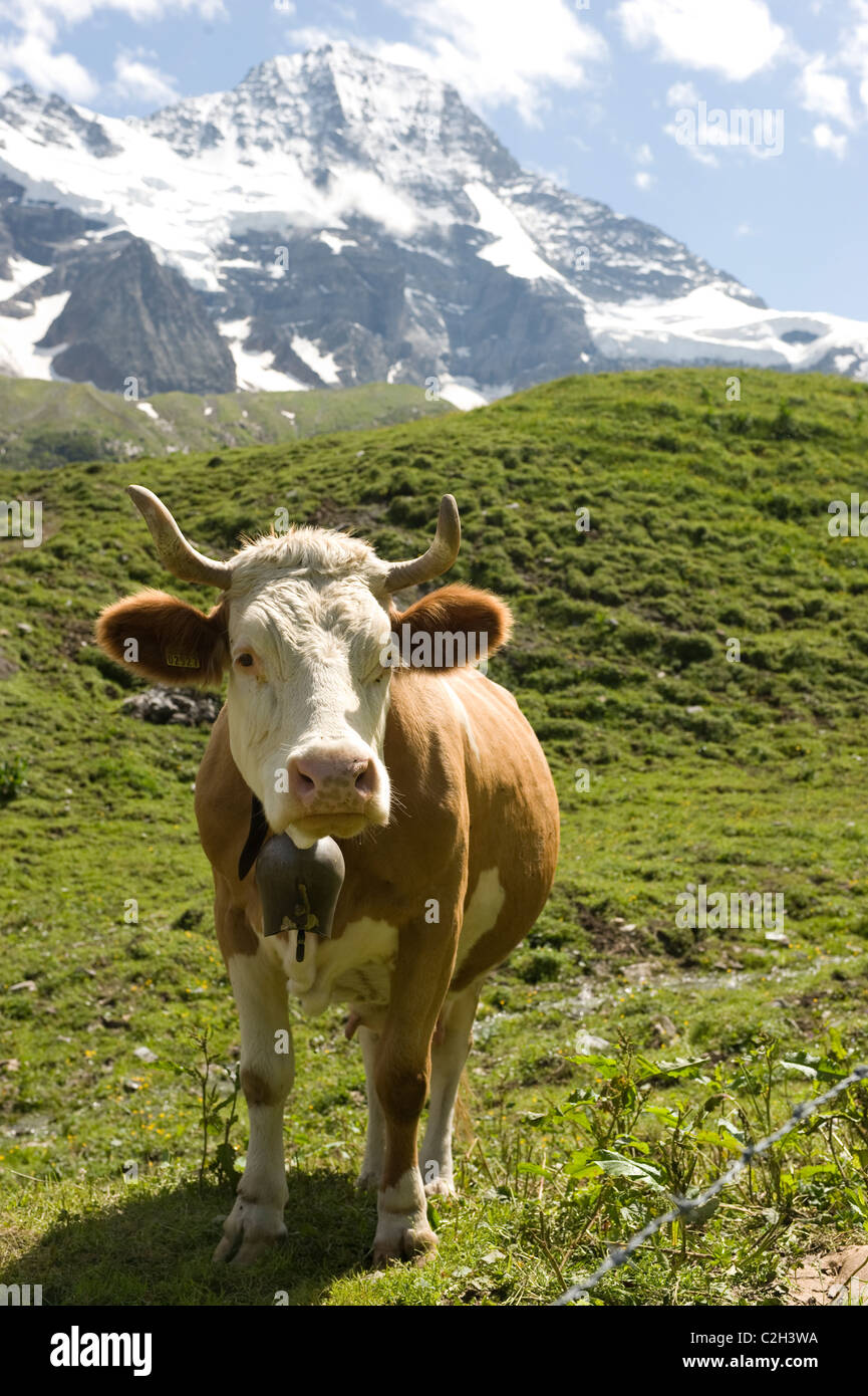 Una mucca nella valle di Lauterbrunnen, Svizzera Foto Stock