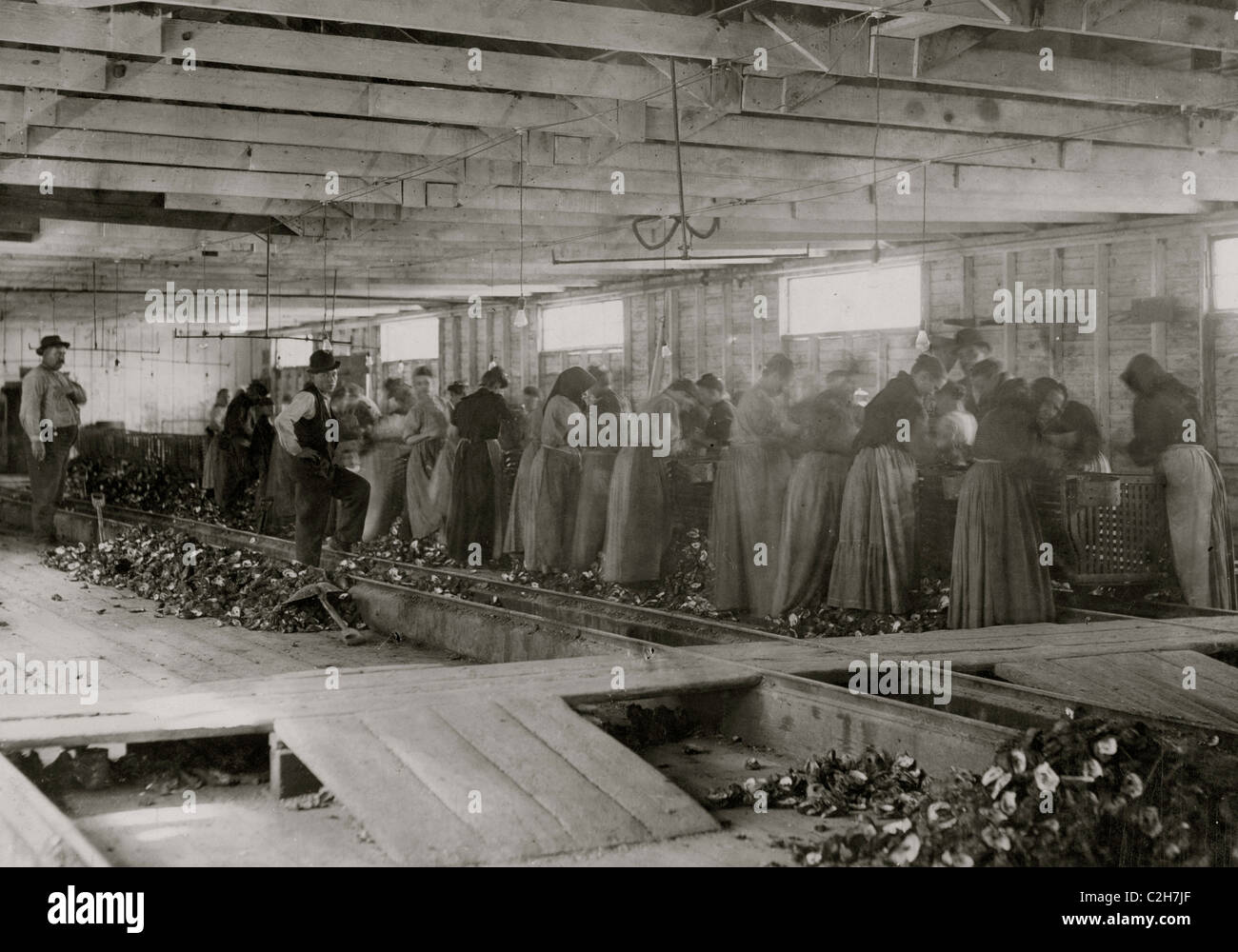 Shucking capannone con una linea di assemblaggio di Oyster Shuckers Foto Stock