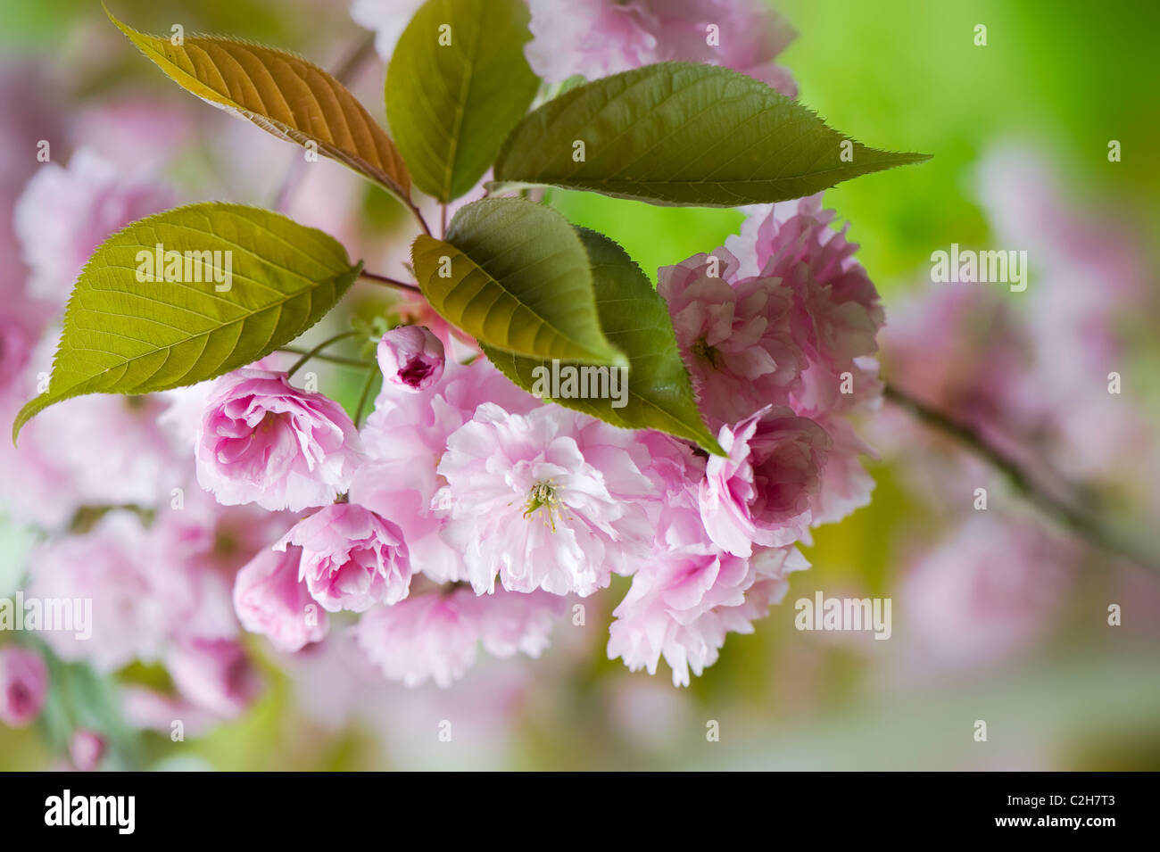 La molla di fiori di ciliegio - Prunus Kanzan Foto Stock