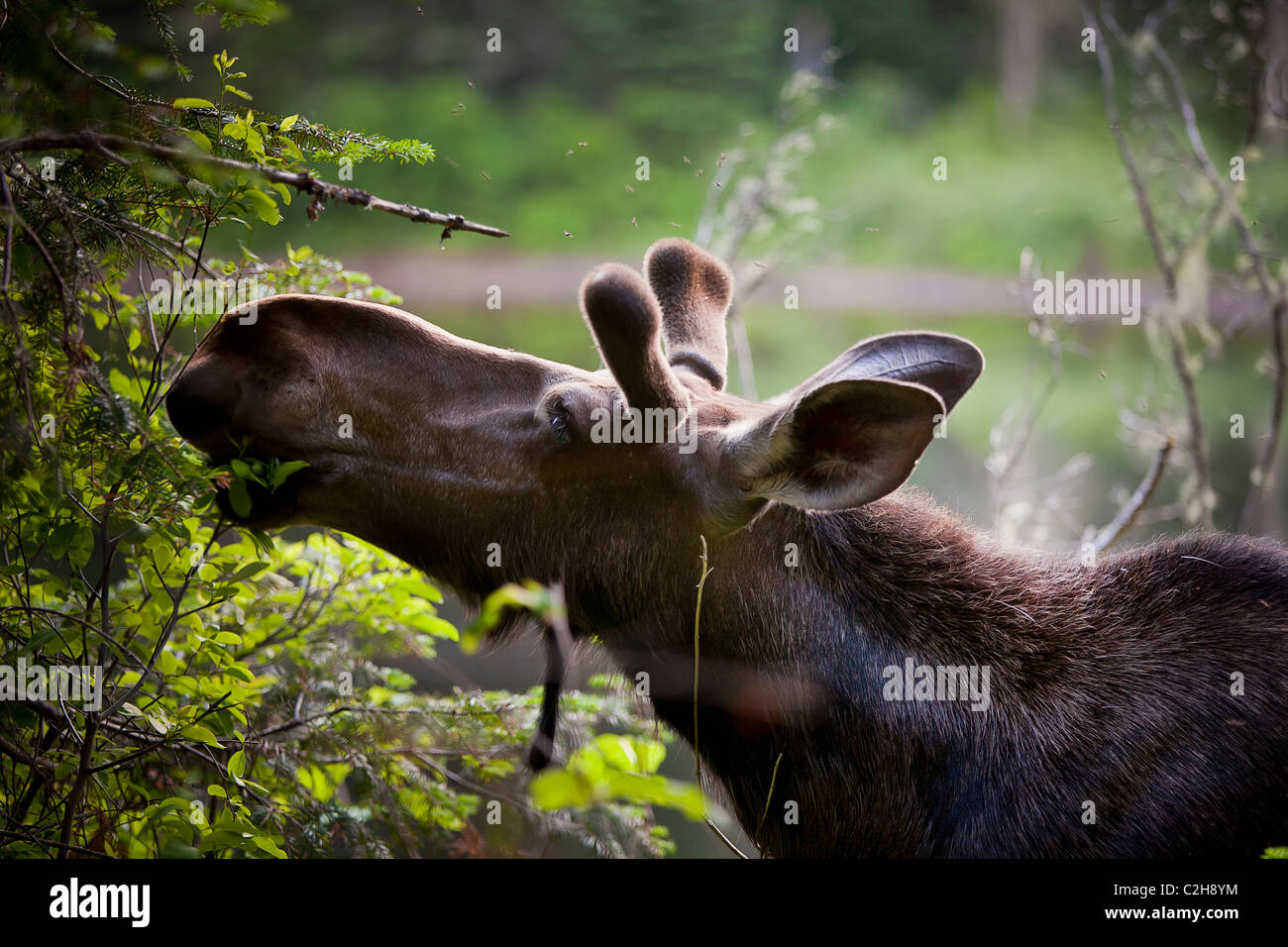 Alci nella foresta, Jacques Cartier National Park, Quebec, Canada Foto Stock