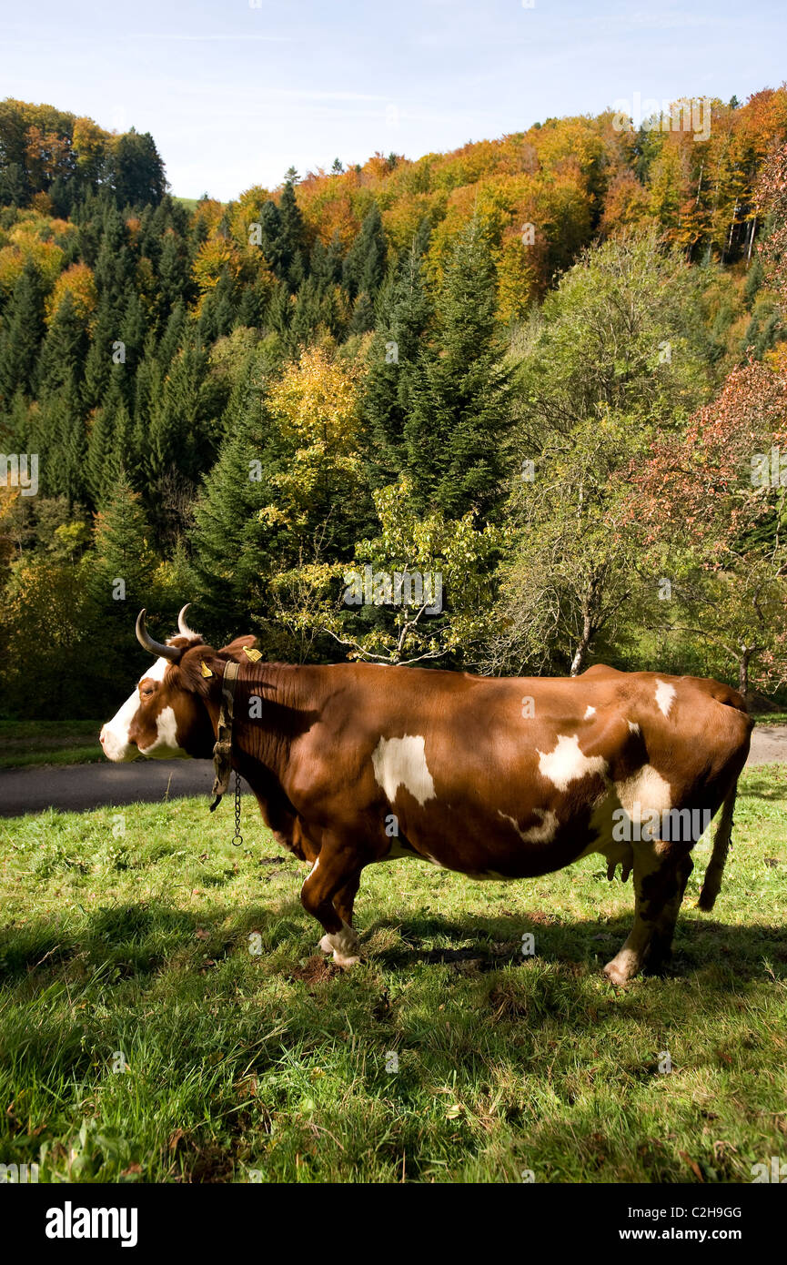 Una mucca in un pascolo Foto Stock