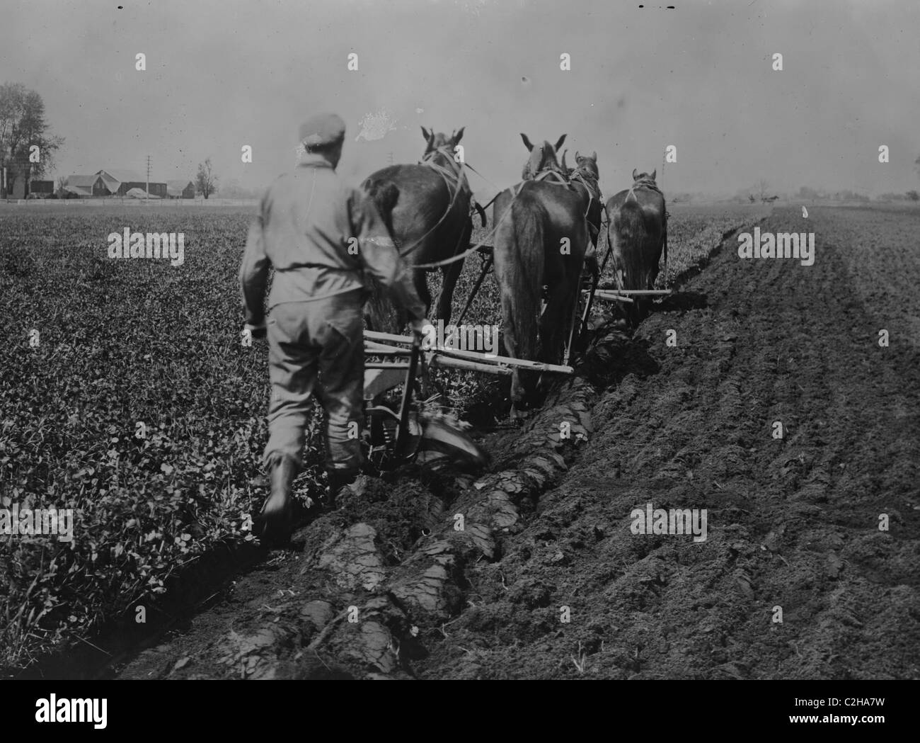 L'aratura sotto il trifoglio per mais Foto Stock