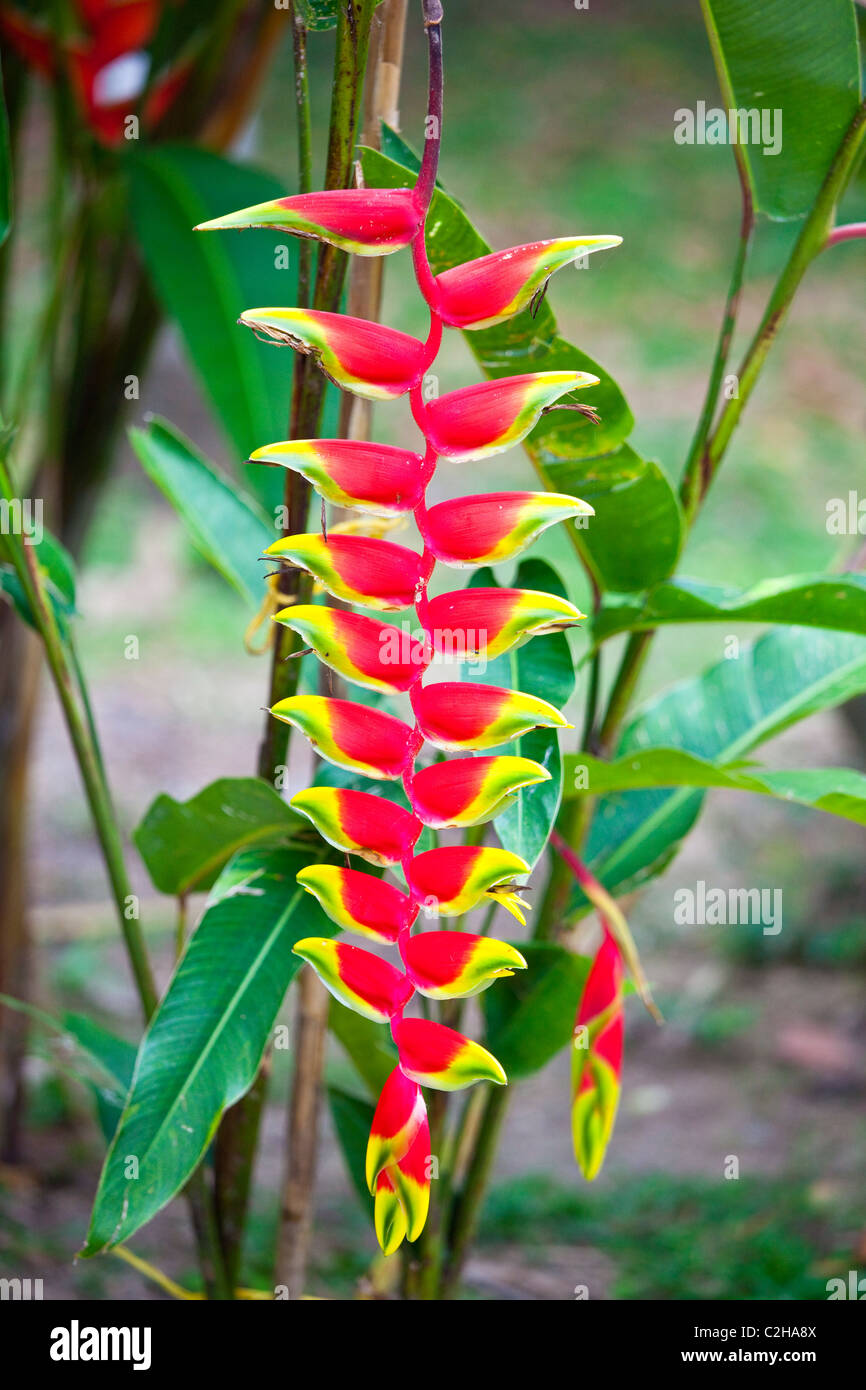 Heliconia pendula, Tayrona Parco Nazionale in Colombia Foto Stock