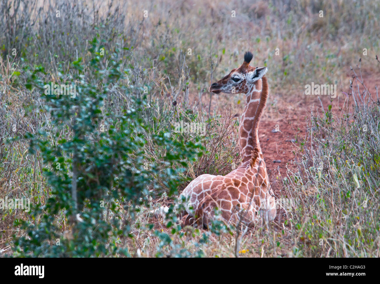 I giovani Giraffa Rothschild vitello, camelopardalis Giraffa Rothschild, Giraffe Manor, Nairobi, Kenya, Africa Foto Stock
