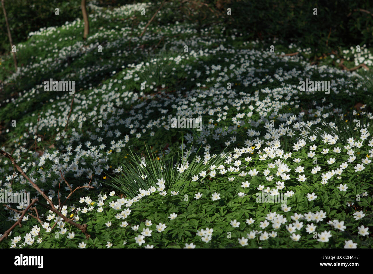 Molti fiori bianchi che crescono naturalmente nella foresta Foto Stock