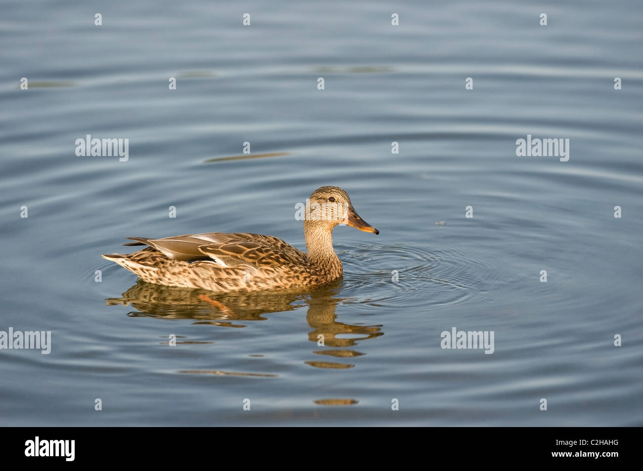 Edmonton, Alberta, Canada; Anatra in un lago a Hawrelak Park Foto Stock