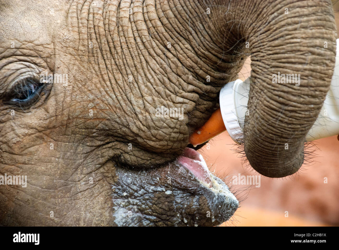 Elefante africano di vitello, Loxodonta africana, bere latte da una bottiglia, Sheldrick l'Orfanotrofio degli Elefanti, Nairobi, Kenya, Africa Foto Stock