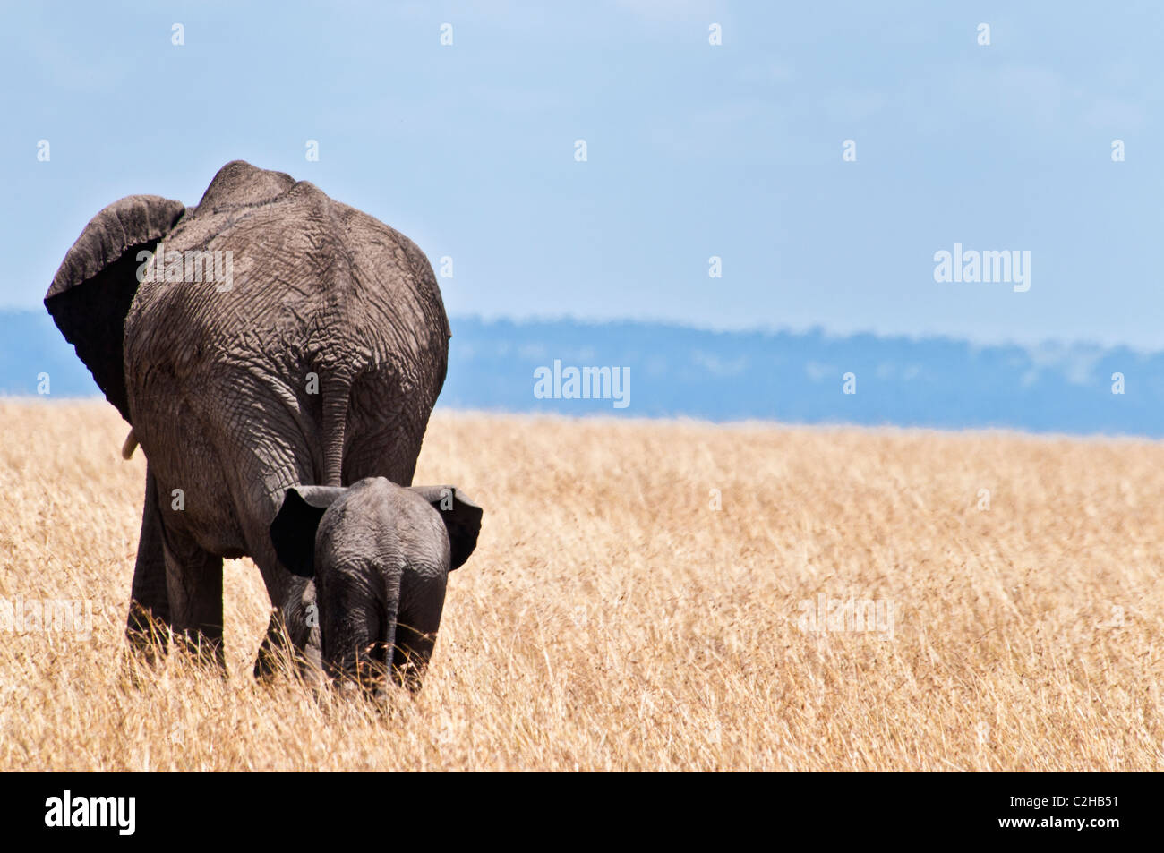 Baby Elefante africano a seguito della sua Madre, Loxodonta africana, il Masai Mara riserva nazionale, Kenya, Africa Foto Stock