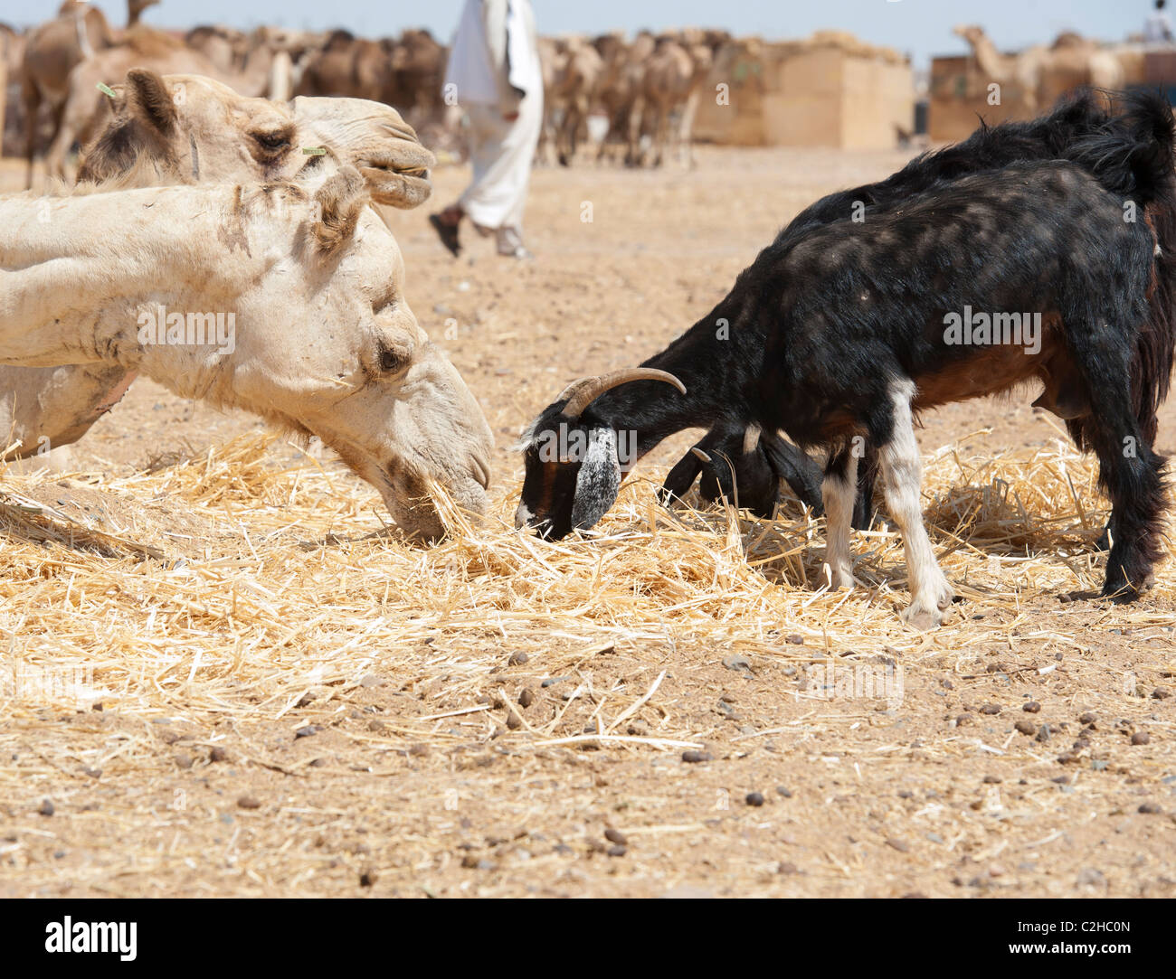 Dromedario mangiare paglia con una capra a un africano mercato di cammelli Foto Stock