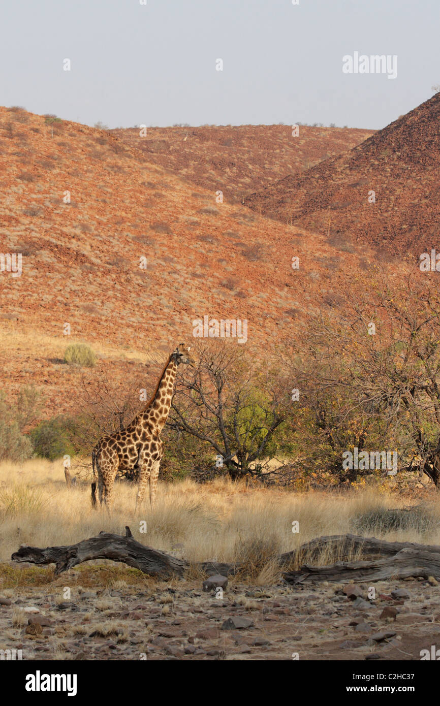 Giraffe (Giraffa camelopardalis) in Damaraland nel nord della Namibia. Foto Stock