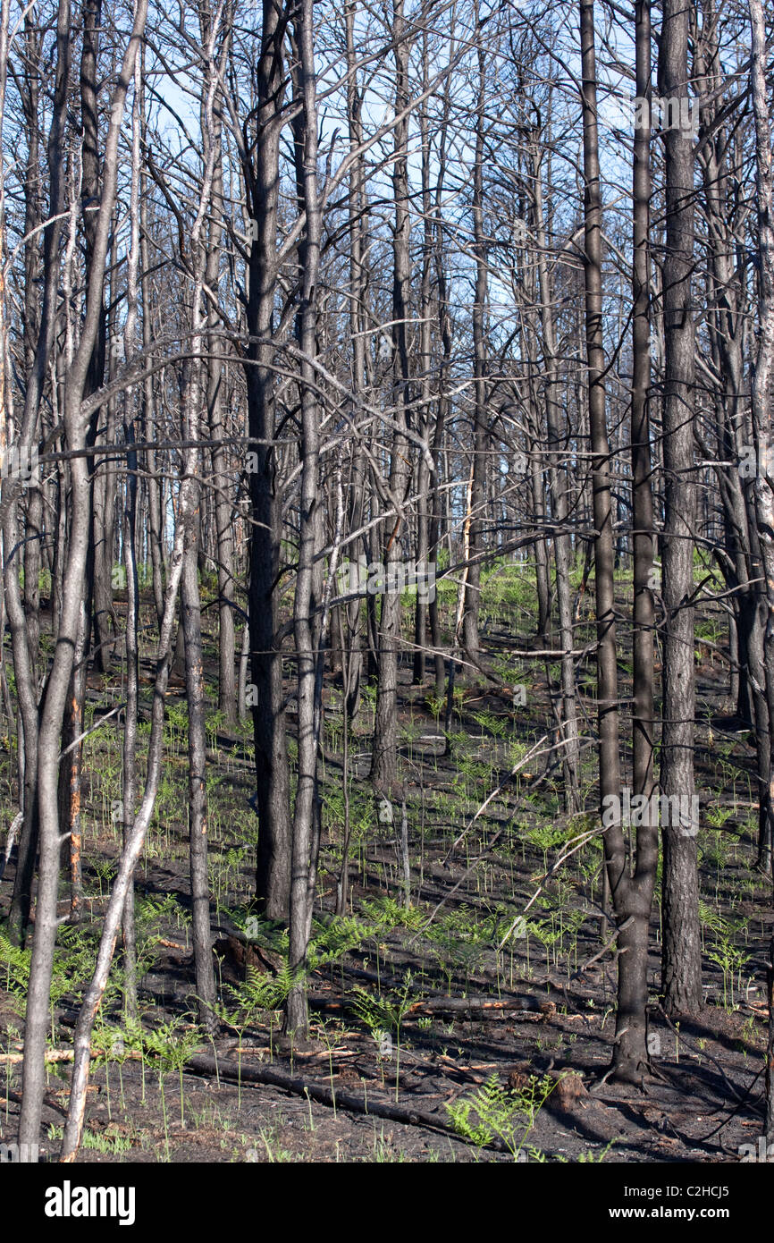 Appena masterizzato Jack foresta di pini Pinus banksiana Northern Michigan STATI UNITI Foto Stock