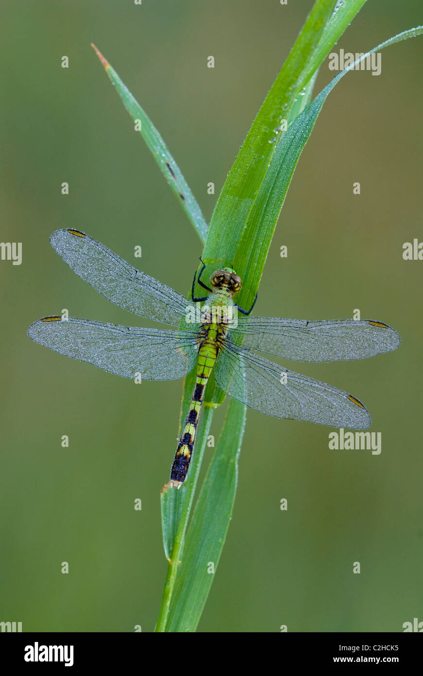 Eastern Pondhawk Skimmer Dragonfly Erythemis simplicicollis su lama di erba Stati Uniti orientali, da Skip Moody/Dembinsky Photo Assoc Foto Stock