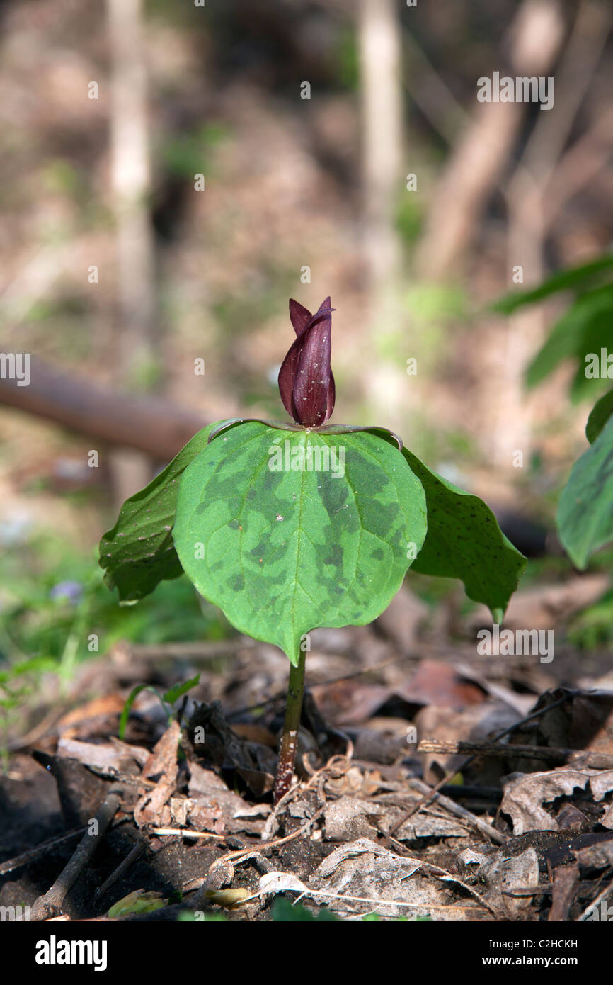 Toad Trillium, Toadshade, sessili a fiore wake-robin in fiore Trillium sessili molla Indiana USA Foto Stock